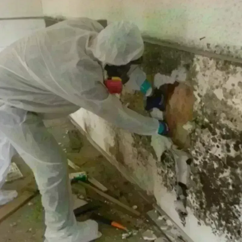 Mold Remediation and Removal in Ottawa County, MI